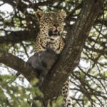 Beverly Joubert Instagram – Trees are more than just resting spots for leopards; they provide cover from danger and a safe place to stash a kill where it’s beyond the reach of eager scavengers. This cat hastily hauled her warthog kill into the safety of the boughs, but kept a lookout for any rivals on the horizon. Competition for food is tough in the African bush, and wily predators like leopards are only too aware of the looming threat of losing a meal.⁣
⁣
#bigcats #bigcatsofinstagram #leopards