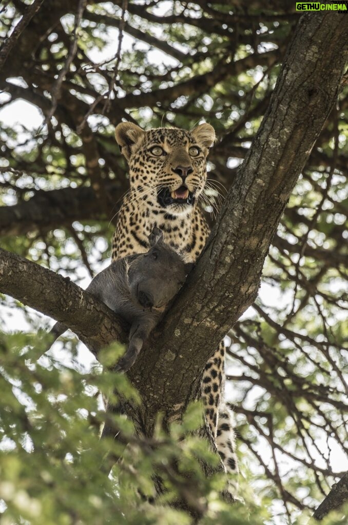 Beverly Joubert Instagram - Trees are more than just resting spots for leopards; they provide cover from danger and a safe place to stash a kill where it's beyond the reach of eager scavengers. This cat hastily hauled her warthog kill into the safety of the boughs, but kept a lookout for any rivals on the horizon. Competition for food is tough in the African bush, and wily predators like leopards are only too aware of the looming threat of losing a meal.⁣ ⁣ #bigcats #bigcatsofinstagram #leopards