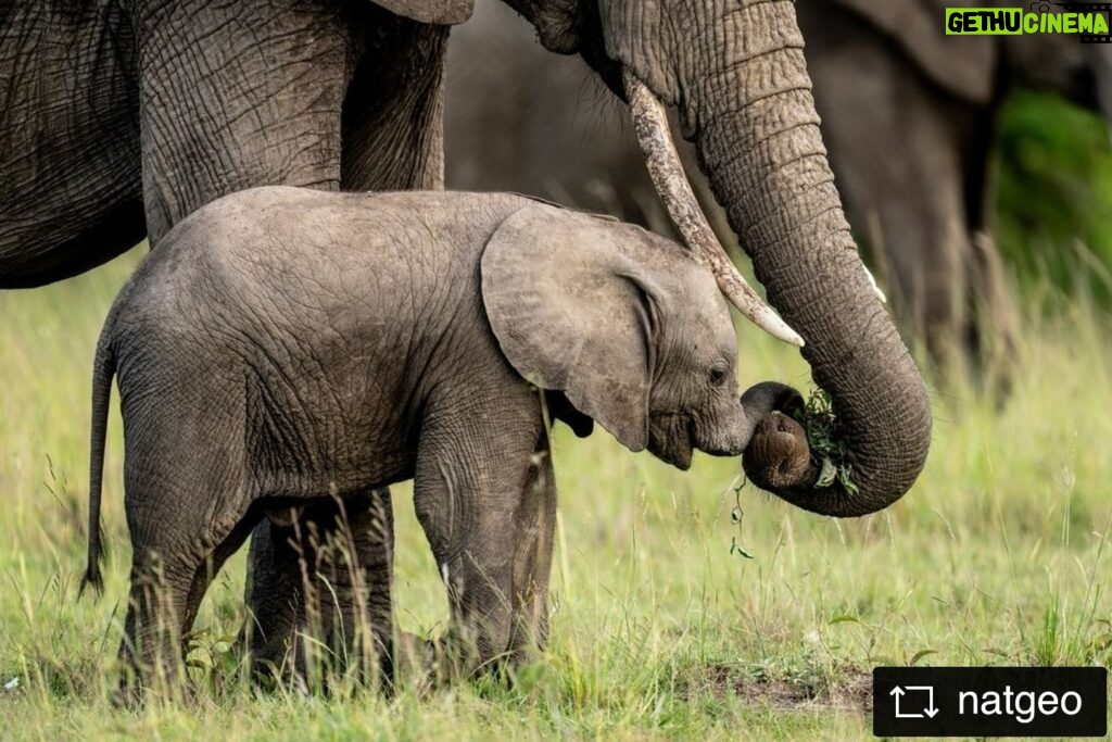Beverly Joubert Instagram - #Repost from @natgeo From its first wobbly steps, this young calf in Kenya’s Masai Mara has been surrounded by an abundance of maternal care and guidance. Matriarch mothers, sisters, aunts, daughters—elephant society rests on the power and resilience of female bonds. This protective circle of allomothering keeps calves safe from hazards, provides comfort and sustenance, and imparts the generational knowledge necessary for survival.