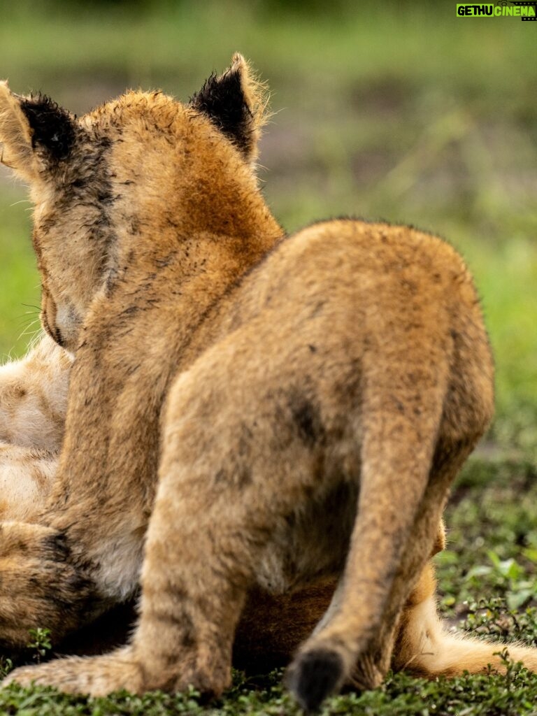 Beverly Joubert Instagram - When lion cubs are not asleep or feeding, they're playing. We never tire of watching and documenting the exuberant antics of these young cats as they gradually learn the intricacies of stalking and pouncing on their journey to becoming successful predators. Some cubs are bolder than others and quickly assert themselves as the most dominant amongst their siblings – it's the sort of fighting spirit that could either be an asset in the face of threats or something that will land these brazen youngsters in trouble when they start battles they can't win.⁣ ⁣ #lions #wildlife #nature #wildlifephotography⁣ ⁣