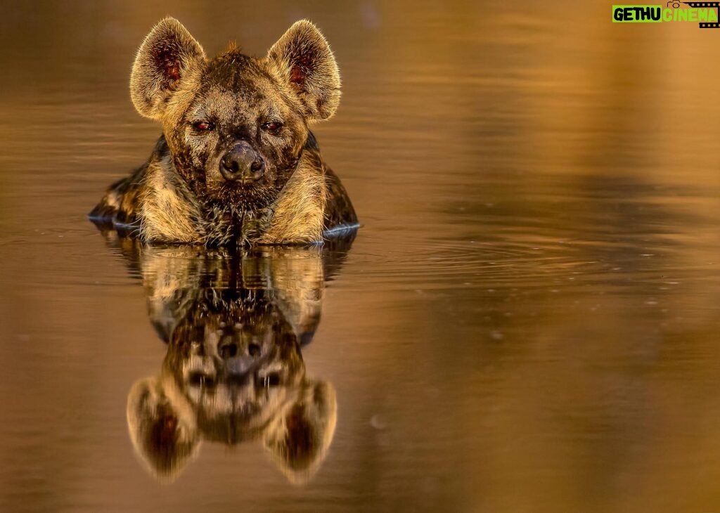 Beverly Joubert Instagram - “The summer months in northern Botswana can be sweltering with temperatures that soar over 40° celsius. Even Africa's most resilient animals feel the heat. This spotted hyena took a moment to sink into the cooling waters of one of the Okavango's many water channels to escape the searing midday heat. I was able to get eye level with her as she submerged most of her body leaving just her head peeking out, her reflection perfectly mirrored in the glass-like water. Hyenas are often maligned and misunderstood, disregarded by many as lowly scavengers that skulk in the shadow of apex predators like lions. In truth, these cunning carnivores are accomplished hunters capable of tackling large prey in coordinated hunts. Through ongoing, careful research into their fascinating lives, we're beginning to truly appreciate the hyena’s complex social makeup, physical strength and endurance, and impressive intelligence.” - @beverlyjoubert _______ #ilcp #ilcp_photographers #conservationphotography #botswana #okavangodelta #wildlifephotography