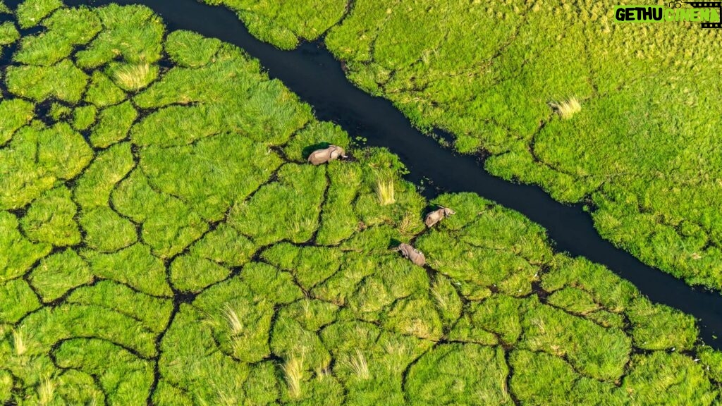 Beverly Joubert Instagram - The Okavango Delta in northern Botswana is a truly remarkable ecosystem. One of the world's only inland deltas that does not flow into a sea or ocean, its fragile existence is dependent on a delicate balance of hydrological, climatic and biological processes which combine in perfect harmony to create a paradise for so many species. While many wild spaces in Africa dry out in the winter months, the Okavango comes alive as water from the Angolan highlands surges onto the flatlands turning the entire area into a drenched floodplain. This creates unique conditions for the species that call this place home: predators like lions must navigate deep water channels and spillways, elephants migrate into the area and thrive in the water-rich ecosystem, and a diversity of wetland birds flock to feast in the sandy shallows. From the air, the patchwork of paths created by elephants and hippos form intersecting scribbles on the landscape, segmenting the lush green vegetation.⁣ ⁣ But even this watery paradise is at risk from habitat destruction, as humans encroach further into wild spaces. This #WorldWetlandsDay, we're drawing attention to the importance of places like the Okavango and highlighting the urgent need to protect them. ⁣ ⁣ Visit @greatplainsfoundation to find out more about our conservation work.⁣ ⁣ #wildlifeconservation #wildlife #nature #Okavango #wetlands