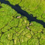 Beverly Joubert Instagram – The Okavango Delta in northern Botswana is a truly remarkable ecosystem. One of the world’s only inland deltas that does not flow into a sea or ocean, its fragile existence is dependent on a delicate balance of hydrological, climatic and biological processes which combine in perfect harmony to create a paradise for so many species. While many wild spaces in Africa dry out in the winter months, the Okavango comes alive as water from the Angolan highlands surges onto the flatlands turning the entire area into a drenched floodplain. This creates unique conditions for the species that call this place home: predators like lions must navigate deep water channels and spillways, elephants migrate into the area and thrive in the water-rich ecosystem, and a diversity of wetland birds flock to feast in the sandy shallows. From the air, the patchwork of paths created by elephants and hippos form intersecting scribbles on the landscape, segmenting the lush green vegetation.⁣
⁣
But even this watery paradise is at risk from habitat destruction, as humans encroach further into wild spaces. This #WorldWetlandsDay, we’re drawing attention to the importance of places like the Okavango and highlighting the urgent need to protect them. ⁣
⁣
Visit @greatplainsfoundation to find out more about our conservation work.⁣
⁣
#wildlifeconservation #wildlife #nature #Okavango #wetlands