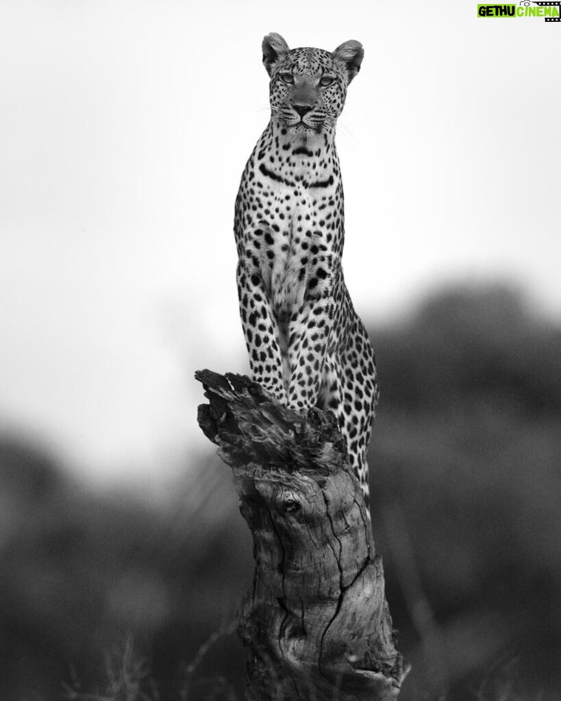 Beverly Joubert Instagram - Leopards hold a very special place in our hearts. Decades spent documenting these big cats in the wild has offered us a glimpse into their ultra-secretive worlds, a tiny window into the mystery and wonder of these elusive animals. From the relative safety of a broken tree trunk, this leopardess carefully scanned her surroundings, her stare unwavering as she searched for potential prey in the dusk. We feel an enormous sense of privilege for every moment we get to share with these cats. This International Leopard Day, we’re reminded of their majesty and the urgent need to protect them.⁣ ⁣⁣ #leopard #wildlife #nature #InternationalLeopardDay #ForTheLoveOfLeopards