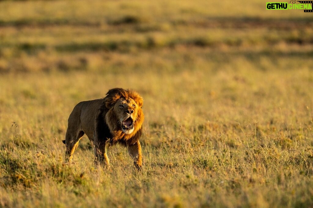 Beverly Joubert Instagram - A lion's roar commands attention. Specially adapted vocal folds allow these cats to muster up a reverberating bellow that can be heard from kilometres away. If you're close enough, you'll feel the vibrations of the call rolling through your bones and likely triggering the hairs on the back of your neck to stand up straight. It's a sound we've come to love and appreciate during our time documenting these apex predators. Sadly, we have also witnessed this iconic sound fading from more and more corners of the African wild. We stand to lose so much more than just a roar if we allow these cats to vanish.⁣ ⁣ #lions #bigcats #bigcatsofinstagram #bigcatconservation #wildlife #wildlifelovers #conservation #nature