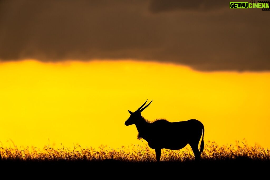 Beverly Joubert Instagram - Silhouetted in a band of golden light stretched between the horizon and the clouds, this eland's cow-like stature and distinctive dewlap make her instantly recognisable. Despite her colossal size, she is surprisingly agile and can leap great distances and accelerate rapidly to escape an attack from an ambitious predator (of which there are few that would attempt the challenge). If cornered, she'll turn on her attackers, using her strength and tightly spiralled horns to see off the threat.⁣ ⁣ #wildlife #eland #sunset #silhouette