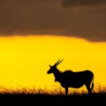 Beverly Joubert Instagram – Silhouetted in a band of golden light stretched between the horizon and the clouds, this eland’s cow-like stature and distinctive dewlap make her instantly recognisable. Despite her colossal size, she is surprisingly agile and can leap great distances and accelerate rapidly to escape an attack from an ambitious predator (of which there are few that would attempt the challenge). If cornered, she’ll turn on her attackers, using her strength and tightly spiralled horns to see off the threat.⁣
⁣
#wildlife #eland #sunset #silhouette