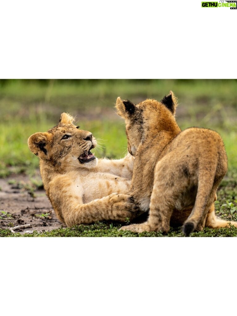 Beverly Joubert Instagram - When lion cubs are not asleep or feeding, they're playing. We never tire of watching and documenting the exuberant antics of these young cats as they gradually learn the intricacies of stalking and pouncing on their journey to becoming successful predators. Some cubs are bolder than others and quickly assert themselves as the most dominant amongst their siblings – it's the sort of fighting spirit that could either be an asset in the face of threats or something that will land these brazen youngsters in trouble when they start battles they can't win.⁣ ⁣ #lions #wildlife #nature #wildlifephotography⁣ ⁣