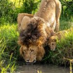 Beverly Joubert Instagram – This cub was very eager to emulate his dad, but he’ll have to wait until he’s a bit bigger before quenching his thirst at this pool. Lions get much of the moisture they need from the blood of their prey so they don’t need to drink daily, but will readily do so when water is available. On Kenya’s savannahs – like in many African ecosystems – water shapes the landscape and regulates animal migration patterns. It can be both a source of sustenance and a perilous obstacle for the species that traverse these vast wild lands.⁣
⁣
#wildlife #lions