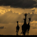 Beverly Joubert Instagram – There’s a special elegance and grace reserved for giraffes. That silhouette, unmistakable against a golden sky, floats with purpose and poise across the savannah. Their unique form has awed visitors to Africa for centuries, but like so many other species, giraffes are in trouble. Populations have plummeted by 40% in just the last 30 years, and there are now fewer than 70,000 mature individuals left in the wild. We know what must be done to save them: prioritise conservation efforts, safeguard habitats, address threats like illegal hunting. If we don’t act now, we stand to lose these iconic creatures forever.⁣
⁣
#giraffes #giraffeconservation #wildlifeconservation