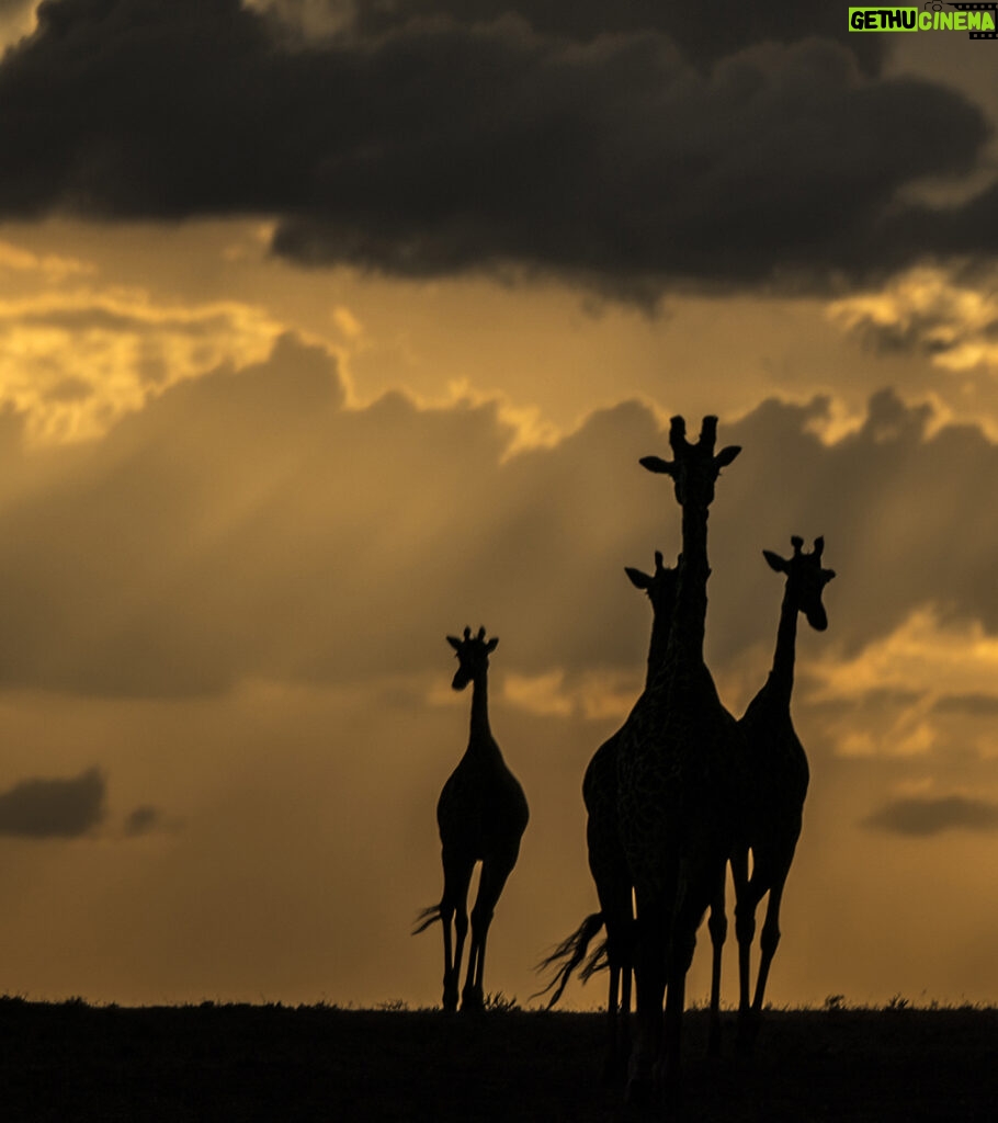 Beverly Joubert Instagram - There's a special elegance and grace reserved for giraffes. That silhouette, unmistakable against a golden sky, floats with purpose and poise across the savannah. Their unique form has awed visitors to Africa for centuries, but like so many other species, giraffes are in trouble. Populations have plummeted by 40% in just the last 30 years, and there are now fewer than 70,000 mature individuals left in the wild. We know what must be done to save them: prioritise conservation efforts, safeguard habitats, address threats like illegal hunting. If we don't act now, we stand to lose these iconic creatures forever.⁣ ⁣ #giraffes #giraffeconservation #wildlifeconservation