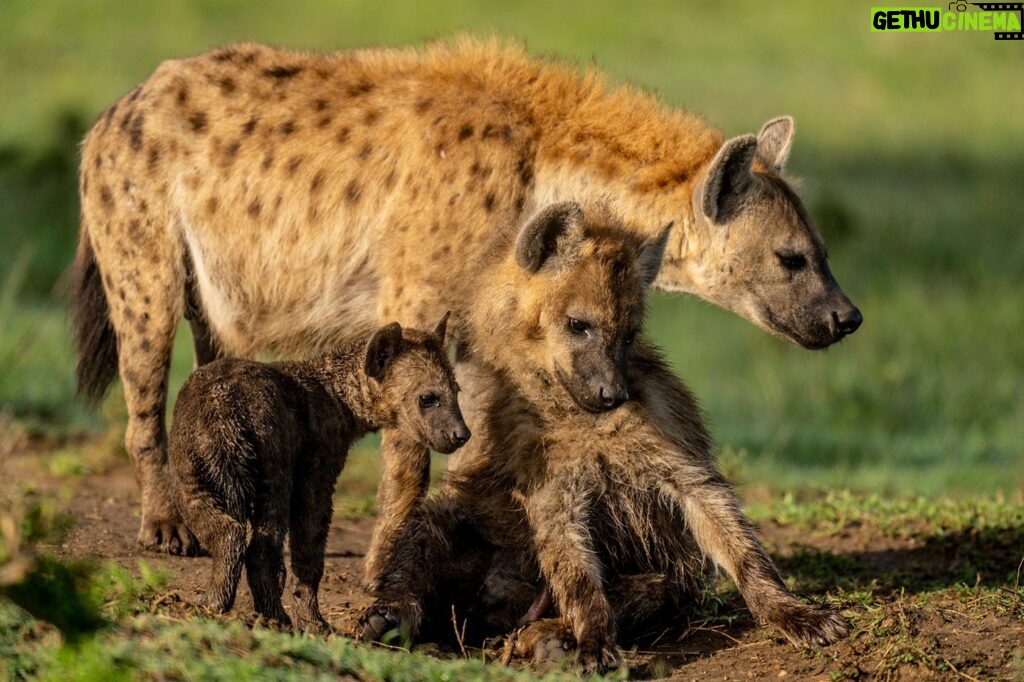Beverly Joubert Instagram - Three generations. ⁣⁣ ⁣⁣ Spotted hyenas do not begin life with their speckled coats. In the first few weeks of their lives, hyenas have pitch-black fur, which is gradually replaced with tawny spotted pelages as they mature. This portrait captures the natural progression from tiny, dark-furred pup to a scruffy teenager, finally culminating in the hirsute pelt most characteristic of the species.⁣⁣ ⁣⁣ #hyena #wildlife #nature
