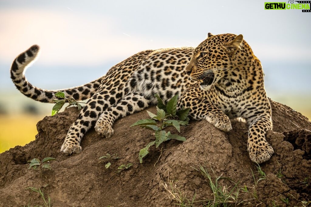 Beverly Joubert Instagram - Draped over a termite mound in typical cat-like fashion, tail swishing as if it had a life of its own, we could almost hear her panting in the afternoon heat. Although leopards are notoriously shy creatures, if you're able to earn their trust, they'll flaunt their feline elegance – posing as if aware of their photogenic form.⁣ ⁣ #leopard #wildlife #nature