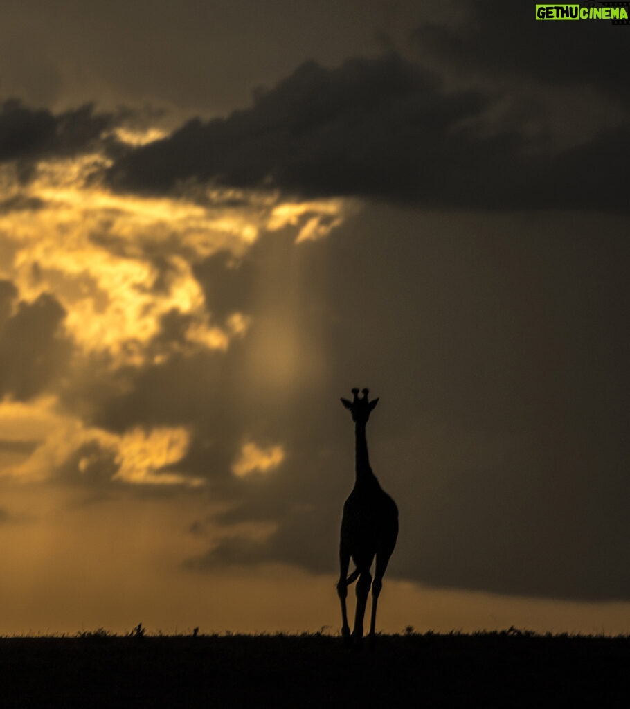 Beverly Joubert Instagram - There's a special elegance and grace reserved for giraffes. That silhouette, unmistakable against a golden sky, floats with purpose and poise across the savannah. Their unique form has awed visitors to Africa for centuries, but like so many other species, giraffes are in trouble. Populations have plummeted by 40% in just the last 30 years, and there are now fewer than 70,000 mature individuals left in the wild. We know what must be done to save them: prioritise conservation efforts, safeguard habitats, address threats like illegal hunting. If we don't act now, we stand to lose these iconic creatures forever.⁣ ⁣ #giraffes #giraffeconservation #wildlifeconservation