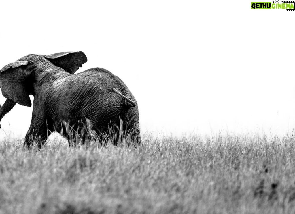 Beverly Joubert Instagram - Elephant herds are governed by complex social dynamics that sometimes play out in dramatic fashion when these giants clash for dominance. Typically docile by nature, elephants occasionally erupt in explosive bouts of head clashing and tusk wrangling to settle disputes, eke out their role in the herd or simply to blow off steam. These scuffles rarely end in significant injury, but serious battles between dominant bulls can be fatal. Thankfully, these two youngsters were just testing their boundaries.⁣ ⁣ #wildlife #elephant