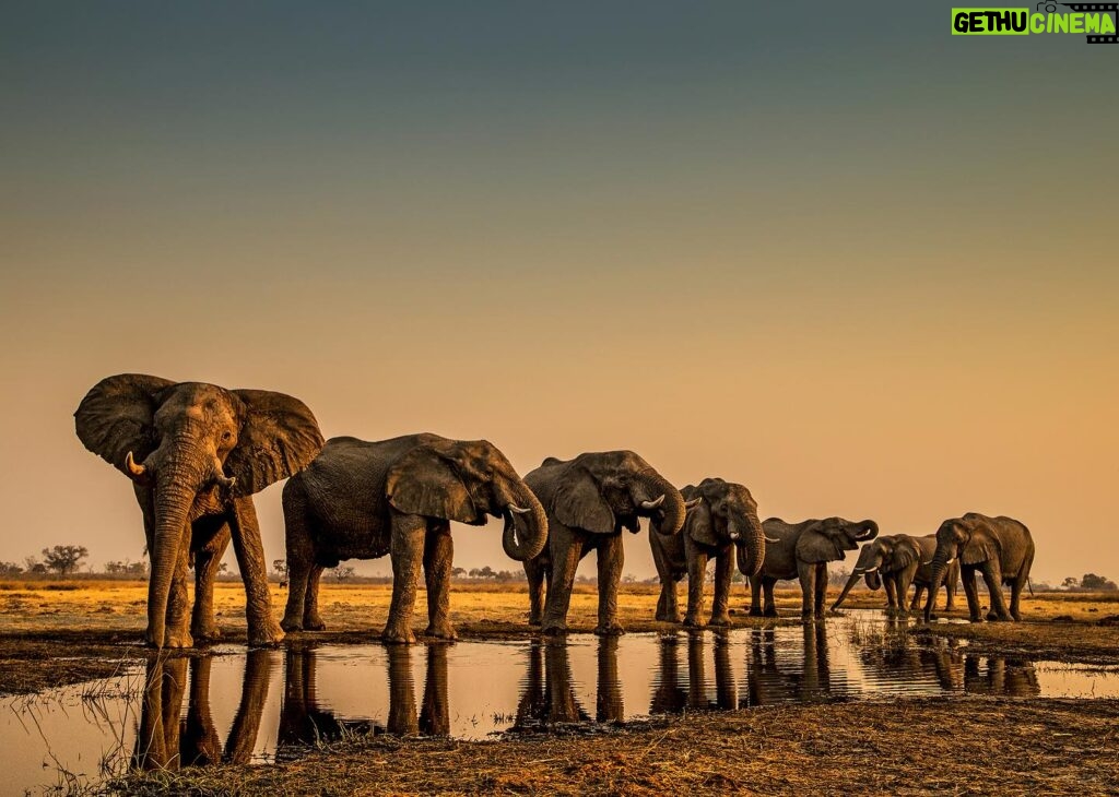 Beverly Joubert Instagram - Welcome to our next iLCP Takeover — iLCP Senior Fellow @beverlyjoubert “Hi all, I’m Beverly Joubert (@BeverlyJoubert), a wildlife photographer and National Geographic Explorer-at-Large. I’m thrilled to be taking over as guest editor for @ilcp_photographers this week to share the remarkable landscapes and magnificent wildlife of Botswana, an area that @DereckJoubert and I have called our second home for many years. Water is the lifeblood of Botswana's north, and each year as floodwaters from the Angolan Highlands spill onto the flatlands, they saturate the parched soil and transform the landscape, creating the world's largest freshwater inland delta. Elephants are almost synonymous with the Okavango. These enormous animals carve pathways through the floodplains as they trace its snaking channels and spillways. Massive mammals have massive hydration needs and elephants must drink at least 150 litres of water a day to sustain their huge bodies. As herds trek through the drenched landscape, they forge trails in their wake creating passage for other animals that need to navigate through the dense reeds and thick vegetation. Myriad species depend on the services of these grey giants and even though their populations remain stable in the Delta, poaching and habitat loss still pose a significant threat to the future of this iconic species.” -@beverlyjoubert Join us this week to learn all about Beverly’s work in the Okavango Delta! _______ #ilcp #ilcp_photographers #wildlifephotography #okavangodelta #africanwildlife #conservationphotography