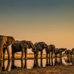 Beverly Joubert Instagram – Welcome to our next iLCP Takeover — iLCP Senior Fellow @beverlyjoubert 

“Hi all, I’m Beverly Joubert (@BeverlyJoubert), a wildlife photographer and National Geographic Explorer-at-Large. I’m thrilled to be taking over as guest editor for @ilcp_photographers this week to share the remarkable landscapes and magnificent wildlife of Botswana, an area that @DereckJoubert and I have called our second home for many years.

Water is the lifeblood of Botswana’s north, and each year as floodwaters from the Angolan Highlands spill onto the flatlands, they saturate the parched soil and transform the landscape, creating the world’s largest freshwater inland delta. Elephants are almost synonymous with the Okavango. These enormous animals carve pathways through the floodplains as they trace its snaking channels and spillways.

Massive mammals have massive hydration needs and elephants must drink at least 150 litres of water a day to sustain their huge bodies. As herds trek through the drenched landscape, they forge trails in their wake creating passage for other animals that need to navigate through the dense reeds and thick vegetation. Myriad species depend on the services of these grey giants and even though their populations remain stable in the Delta, poaching and habitat loss still pose a significant threat to the future of this iconic species.” -@beverlyjoubert

Join us this week to learn all about Beverly’s work in the Okavango Delta!
_______
#ilcp #ilcp_photographers #wildlifephotography #okavangodelta #africanwildlife #conservationphotography