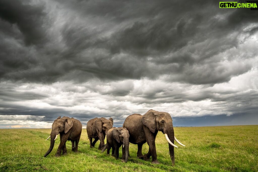 Beverly Joubert Instagram - Beneath clouds swollen with the promise of rain, a herd of elephants trek across an open plain in Kenya. In our years documenting Africa's remarkable wild species, we've always been inspired by the intelligence, sentience and unity of elephants. Sadly, despite their iconic status as the world's largest land mammals, elephant numbers (like so many others) are dwindling. This Endangered Species Day we face grim statistics: wildlife populations have declined by an average of 69% between 1970 and 2018 and more than 41,000 of the species on the IUCN Red List are threatened with extinction. Although these figures make for dire reading, we have not lost hope. Much like elephants that show resilience and strength in the face of difficult challenges, we too must unite and find effective solutions to live alongside wild species and give them the space they need to thrive.⁣ ⁣ #endangeredspecies #endangeredspeciesday #elephants