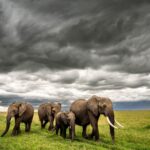 Beverly Joubert Instagram – Beneath clouds swollen with the promise of rain, a herd of elephants trek across an open plain in Kenya. In our years documenting Africa’s remarkable wild species, we’ve always been inspired by the intelligence, sentience and unity of elephants. Sadly, despite their iconic status as the world’s largest land mammals, elephant numbers (like so many others) are dwindling. This Endangered Species Day we face grim statistics: wildlife populations have declined by an average of 69% between 1970 and 2018 and more than 41,000 of the species on the IUCN Red List are threatened with extinction. Although these figures make for dire reading, we have not lost hope. Much like elephants that show resilience and strength in the face of difficult challenges, we too must unite and find effective solutions to live alongside wild species and give them the space they need to thrive.⁣
⁣
#endangeredspecies #endangeredspeciesday #elephants