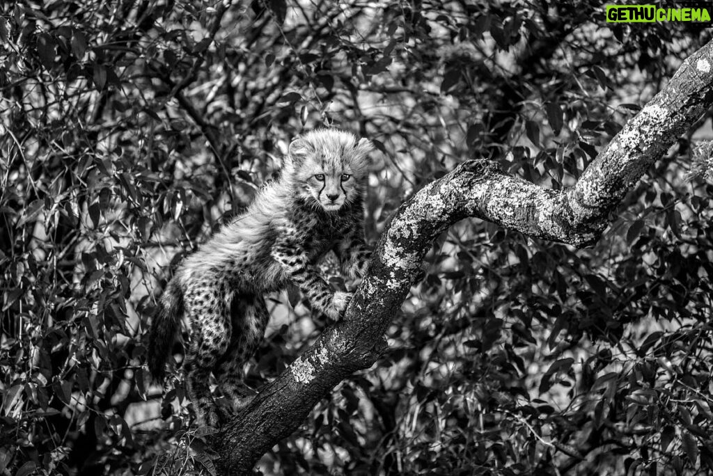 Beverly Joubert Instagram - While filming in the Mara we watched as this cub – the more adventurous of the four that we documented for our film The Way of the Cheetah – clambered into the branches of a tree and almost completely disappeared in the dappled foliage. We’re thankful for every moment we share with the world’s most charismatic and threatened species and are constantly reminded of the delicate balance of the natural world and the role we play in its preservation. Our inspiration comes not only from the wild spaces where we are most at home, but also from other passionate conservationists who have dedicated their lives to protecting our planet. ⁣⁣ ⁣⁣ I’m thrilled that this photo could be included in a campaign honouring Dr Jane Goodall and the massive contribution she has made to science and conservation. Today, she celebrates her 90th birthday and can look back on an incredible legacy of advocacy, compassion and stewardship that is felt across the globe.⁣⁣ ⁣⁣ In her honor, @vital.impacts is partnering with @janegoodallinst to shine a spotlight on the breathtaking work of 90 remarkable women photographers that Jane has inspired. Each image tells a story of resilience, beauty, and the urgent need to protect our planet.⁣⁣ ⁣⁣ Please dive into this stunning gallery and keep a look out for more photos that will be showcased in the coming weeks: bit.ly/celebratejane90 #JaneGoodall #cheetah #wildlifeconservation #HappyBirthdayJane