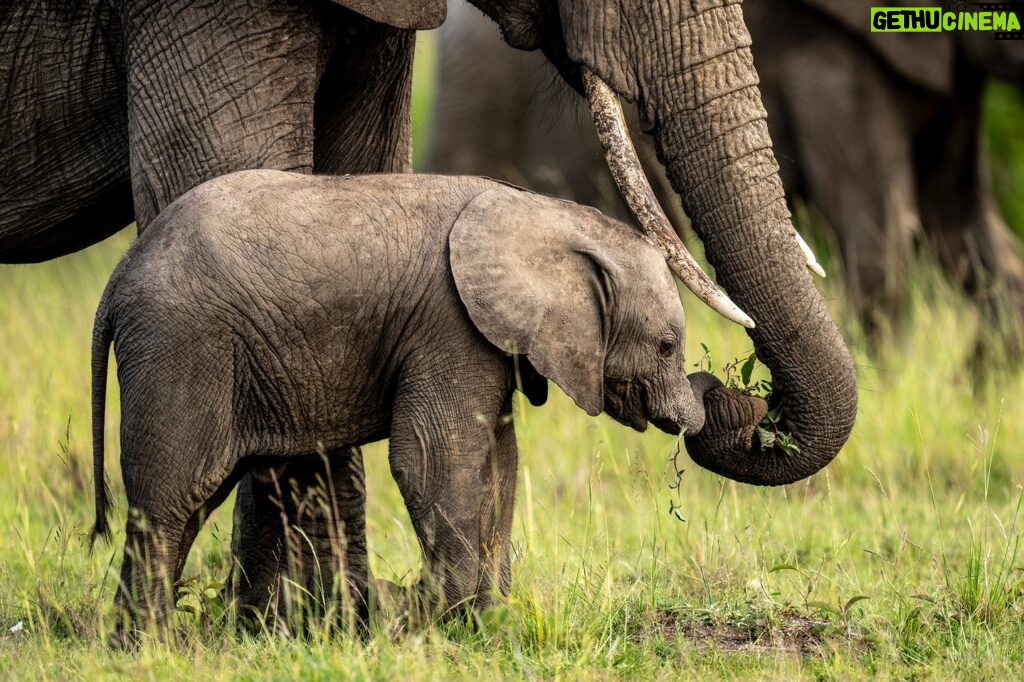 Beverly Joubert Instagram - Elephant trunks contain thousands of muscles, and it can take calves some time to master their usage. Luckily for the youngsters, mom is always close by to help ...⁣ ⁣ #elephants #wildlife #nature