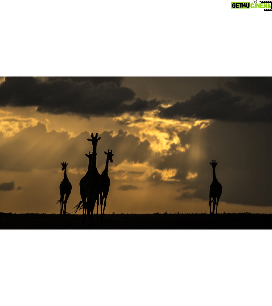 Beverly Joubert Instagram - There's a special elegance and grace reserved for giraffes. That silhouette, unmistakable against a golden sky, floats with purpose and poise across the savannah. Their unique form has awed visitors to Africa for centuries, but like so many other species, giraffes are in trouble. Populations have plummeted by 40% in just the last 30 years, and there are now fewer than 70,000 mature individuals left in the wild. We know what must be done to save them: prioritise conservation efforts, safeguard habitats, address threats like illegal hunting. If we don't act now, we stand to lose these iconic creatures forever.⁣ ⁣ #giraffes #giraffeconservation #wildlifeconservation