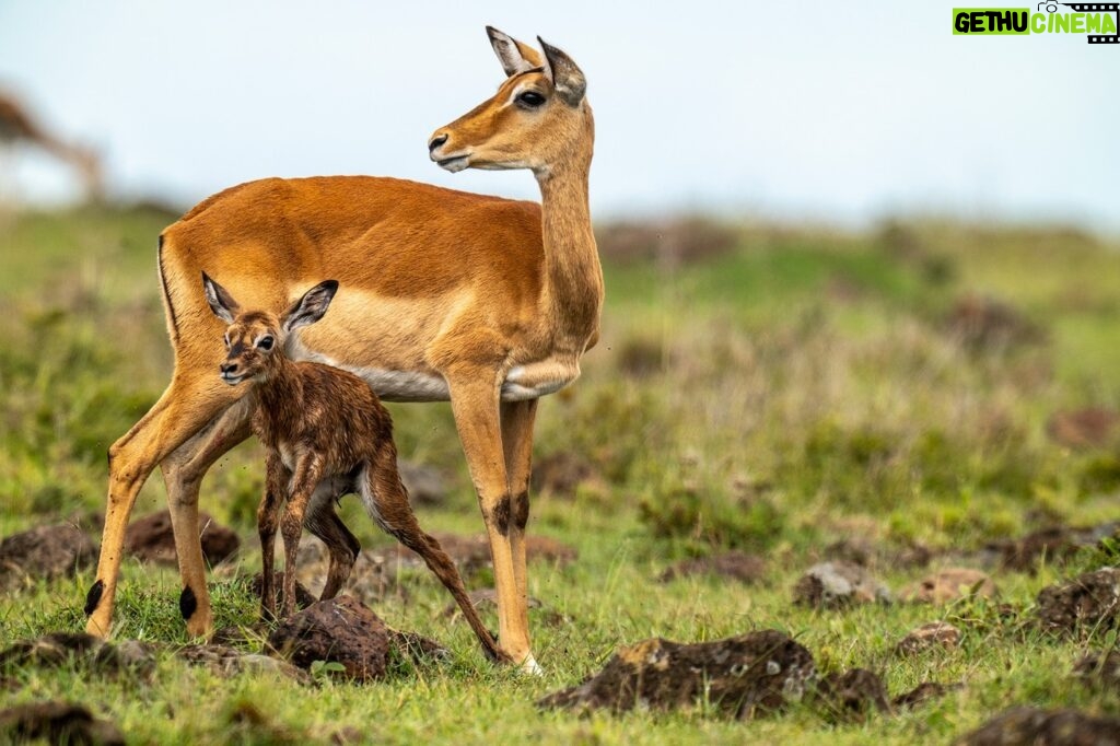 Beverly Joubert Instagram - Summer has arrived in the Southern Hemisphere. When rains soak the grasslands of Kenya’s Maasai Mara, they trigger an abundance of new life. Tiny gazelles take their first tentative steps under the watch of their protective mothers. Newborn antelope are quick learners, and after just a few wobbly steps, this calf was moving around confidently and with surprising agility. Keeping up with mom could be a lifesaver on these predator-rich savannahs, so the sooner this newborn can master mobility, the better.⁣ ⁣ #wildlife #Mara #nature