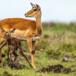 Beverly Joubert Instagram – Summer has arrived in the Southern Hemisphere. When rains soak the grasslands of Kenya’s Maasai Mara, they trigger an abundance of new life. Tiny gazelles take their first tentative steps under the watch of their protective mothers. Newborn antelope are quick learners, and after just a few wobbly steps, this calf was moving around confidently and with surprising agility. Keeping up with mom could be a lifesaver on these predator-rich savannahs, so the sooner this newborn can master mobility, the better.⁣
⁣
#wildlife #Mara #nature