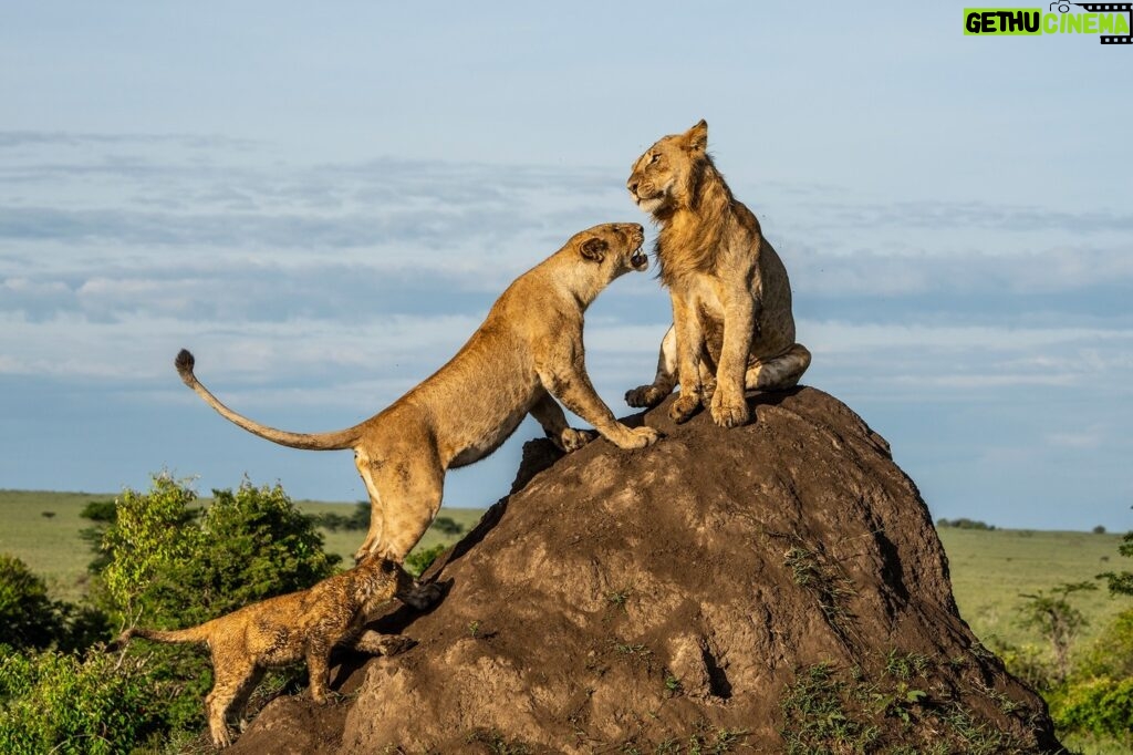 Beverly Joubert Instagram - In a rowdy game of "King of the Castle", a young male refuses to relinquish his spot at the top of a termite mound, remaining unmoved in the face of a snarling female. At the base of the mound, a young cub tries to insert himself into the action, his muddied coat evidence of the physicality of the game. Each moment spent in the company of lions offers a fresh glimpse into the intricate bonds that govern life in the pride, slowly chipping away at the invisible barrier that divides us from these apex predators.⁣ ⁣⁣ #lion #bigcats #wildlife
