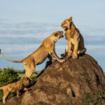 Beverly Joubert Instagram – In a rowdy game of “King of the Castle”, a young male refuses to relinquish his spot at the top of a termite mound, remaining unmoved in the face of a snarling female. At the base of the mound, a young cub tries to insert himself into the action, his muddied coat evidence of the physicality of the game. Each moment spent in the company of lions offers a fresh glimpse into the intricate bonds that govern life in the pride, slowly chipping away at the invisible barrier that divides us from these apex predators.⁣
⁣⁣
#lion #bigcats #wildlife