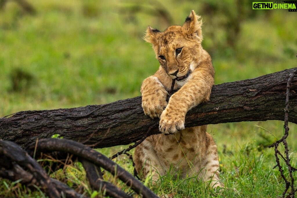 Beverly Joubert Instagram - For lion cubs, a fallen tree is a jungle gym that provides hours of entertainment. We feel privileged to be able to watch these incredible cats in their natural habitat, learning the ropes and testing their limits; however, encounters like this can be bittersweet. Lions have been eradicated from much of their former range and are heavily threatened by habitat loss, poaching and human-wildlife conflict. But there is hope. Our Big Cats Initiative (run by @GreatPlainsFoundation) helps fund vital lion conservation projects, and through collaborative efforts, we hope to give these iconic predators a fighting chance.⁣ ⁣⁣ #lions #bigcats #bigcatsofinstagram