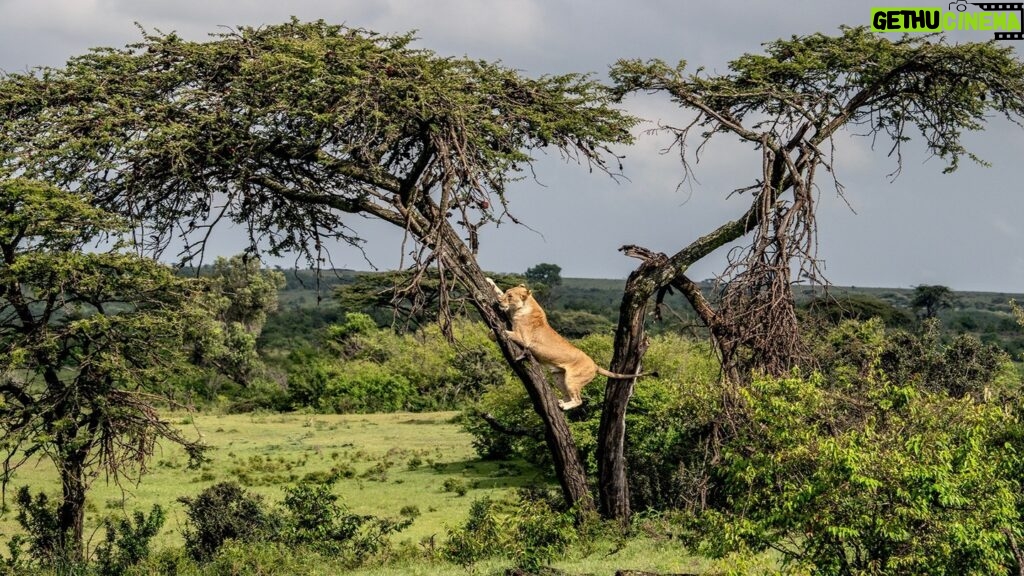 Beverly Joubert Instagram - Of all the feline qualities – strength, stealth, speed, agility – lions were not gifted with arboreal finesse. In the evolutionary marketplace, these big cats traded nimbleness for strength, preferring to spend most of their time on the ground stalking and chasing down prey. That's not to say that lions cannot climb trees, of course. Like most cats, they are armed with retractable claws that make scrambling up tree trunks possible, but their heavy set bodies are not quite lithe enough for them to be completely comfortable in the treetops. They're certainly up for the challenge, though.⁣ ⁣ #wildlife #bigcats #lions