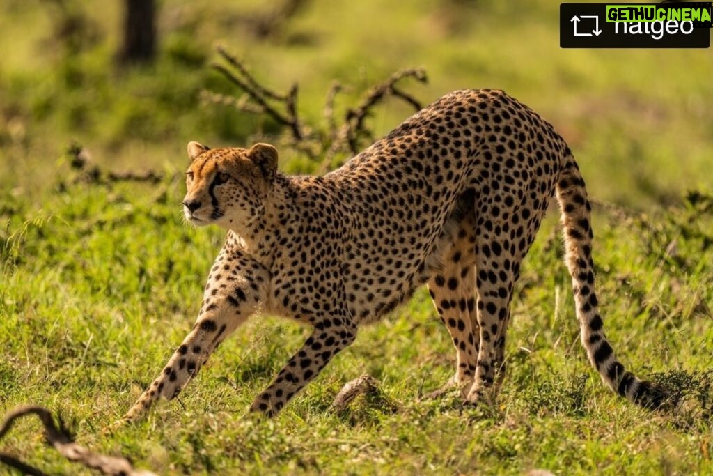 Beverly Joubert Instagram - #Repost from @natgeo Intensely focused, this cheetah gives a piercing gaze across the plains of Kenya’s Masai Mara. Among Africa’s iconic big cats, cheetahs stand out as perhaps the most stark example of threats converging to imperil a species—from shallow gene pools to habitat loss to the illegal trade. New and emerging issues, including some related to climate change, are adding to the pressure—and often unfolding in unexpected ways. Recent research, for example, shows that rising temperatures are pushing cheetahs to shift their hunting habits to the cooler night hours, a behavior that not only complicates their survival strategies but also intensifies competition with other carnivores. In the face of these complex challenges, it is crucial for us to recognize the urgency of conservation efforts for both cheetahs and precious ecosystems like the Masai Mara.