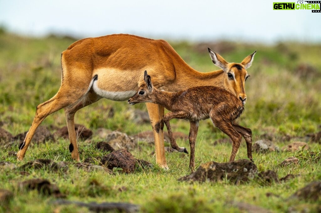 Beverly Joubert Instagram - Summer has arrived in the Southern Hemisphere. When rains soak the grasslands of Kenya’s Maasai Mara, they trigger an abundance of new life. Tiny gazelles take their first tentative steps under the watch of their protective mothers. Newborn antelope are quick learners, and after just a few wobbly steps, this calf was moving around confidently and with surprising agility. Keeping up with mom could be a lifesaver on these predator-rich savannahs, so the sooner this newborn can master mobility, the better.⁣ ⁣ #wildlife #Mara #nature