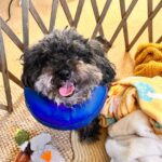 Briana Renee Instagram - Pupdate: Max got through his surgery with flying colors ❤️‍🩹 The full story is in his go fund me link in my bio! We are so thankful for all the prayers and donations that put this smile back on his face 💙 #blessedandgrateful #livinglifetothemax