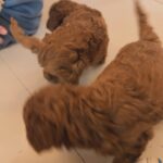 Bridget Maasland Instagram - Zo gezellig bij @marjoleinvantwillert thuis. Mijn allerliefste collega-vriendin met de aller schattigste pups. Wat heerlijk om met Mees een middag over jullie vloer te rollen en te kroelen met deze schatjes. 😍