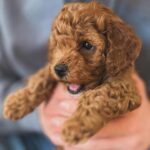 Bridget Maasland Instagram - Zo gezellig bij @marjoleinvantwillert thuis. Mijn allerliefste collega-vriendin met de aller schattigste pups. Wat heerlijk om met Mees een middag over jullie vloer te rollen en te kroelen met deze schatjes. 😍
