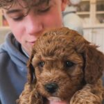 Bridget Maasland Instagram - Zo gezellig bij @marjoleinvantwillert thuis. Mijn allerliefste collega-vriendin met de aller schattigste pups. Wat heerlijk om met Mees een middag over jullie vloer te rollen en te kroelen met deze schatjes. 😍