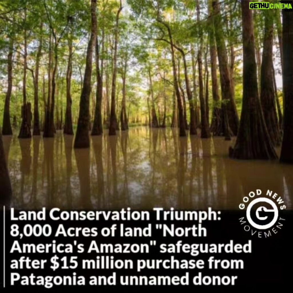 Bridget Moynahan Instagram - @patagonia is the hero of all companies! • #repost @goodnews_movement An 8,000-acre swath of southern Alabama clasped by the Alabama and Tombigbee Rivers has been acquired by The Nature Conservancy, which pulled together $15 million to protect the “Land between the Rivers” that is viewed as one of the most ecologically diverse areas in the world. Safeguarding the land from logging and development became a reality thanks to the multi-million dollar collaboration involving The Nature Conservancy in Alabama, Patagonia, and an undisclosed donor who contributed 2/3, $10 million, from their own pocket. “This is one of the most important conservation victories that we’ve ever been a part of,” Mitch Reid, state director for The Nature Conservancy in Alabama said. “It’s protected a vitally important complex of land, almost 8,000 acres, critically important to the health of the Mobile Delta and then, by extension, Mobile Bay and the Gulf of Mexico.”
