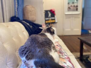Brittany Curran Instagram - Look at me. Look at me. You are the chair now. 

#OhCaptainMyCaptain 

#catsofinstagram #saturdayvibes #saturdaymood 

@duchessofmeowington @marika_clothing 

#yogawear #fitnessfashion #marikamoves #activewear