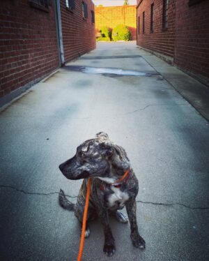 Brittany Curran Instagram - I had the absolute pleasure of spending yesterday evening with sweet and loving Ruby here, who is currently READY FOR ADOPTION! 🐾🫶🏻 Ruby is a one-year-old puppy, brindle coat, 50 pounds, and the friendliest girl. She loves walkies, loves to explore, loves other dogs, and loves every single person who happens to find themselves within her vicinity. She also particularly loves quality scritches behind her left ear. 

If you want to apply to adopt Ruby, copy and paste this link: https://www.wagsandwalks.org/la-adoption-application

@wagsandwalks #wagsandwalks #adoptdontshop #losangeles #losangelesdogrescue