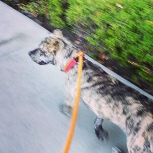 Brittany Curran Instagram - I had the absolute pleasure of spending yesterday evening with sweet and loving Ruby here, who is currently READY FOR ADOPTION! 🐾🫶🏻 Ruby is a one-year-old puppy, brindle coat, 50 pounds, and the friendliest girl. She loves walkies, loves to explore, loves other dogs, and loves every single person who happens to find themselves within her vicinity. She also particularly loves quality scritches behind her left ear. 

If you want to apply to adopt Ruby, copy and paste this link: https://www.wagsandwalks.org/la-adoption-application

@wagsandwalks #wagsandwalks #adoptdontshop #losangeles #losangelesdogrescue