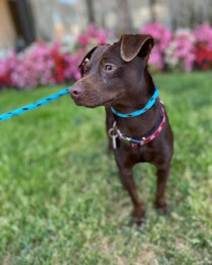 Brittany Curran Instagram - I am now an official @wagsandwalks volunteer! 🐕🦮🐩🐕‍🦺 

Thursday of last week was my first day and as of completion of my very first volunteer shift, my life already feels much fuller and much more meaningful. These rescued dogs are incredible little creatures and I wholeheartedly encourage everyone (in a current position to do so) to adopt a dog. 💖💖

And the little gentleman in this photo is Mathew and he is perfect and I’m obsessed with him. I damn near dognapped him on my first day. 

#adoptdontshop #wagsandwalks #volunteerwork #dogsofinstagram