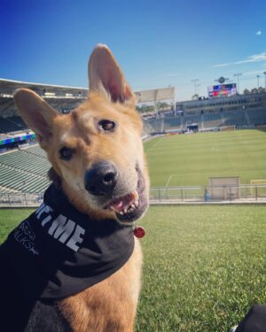 Brittany Curran Instagram - If you’re at the Galaxy match right now, come on over and say hi to Billie and me at the top of the grass berm at the north end! 
⚽️🐶☀️
We’re here with @wagsandwalks and this very sweet girl Billie is up for adoption and ready to meet her new family!

@lagalaxy @purina