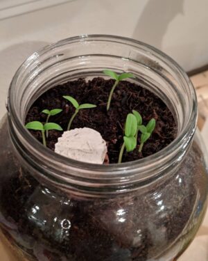Brooke Leigh Thorne Instagram - Started growing some jar plants! Never used an olla pot before but the tomatoes are already on their way! Meanwhile Clarke's grass is huge in just a few days 😂 she likes to brush her hand against it while we water them in the mornings. We've got a few more plants that haven't sprouted yet so send us green thumb energy! 🌱