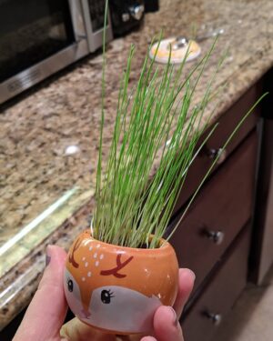 Brooke Leigh Thorne Instagram - Started growing some jar plants! Never used an olla pot before but the tomatoes are already on their way! Meanwhile Clarke's grass is huge in just a few days 😂 she likes to brush her hand against it while we water them in the mornings. We've got a few more plants that haven't sprouted yet so send us green thumb energy! 🌱