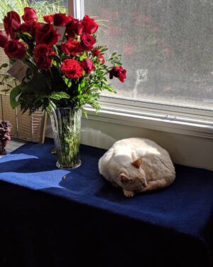 Brooke Leigh Thorne Instagram - Y'all have been missing the cats! I get that. They're pretty precious ♥️ even if they do keep trying to eat my Valentine's flowers 😐