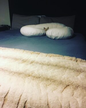 Brooke Leigh Thorne Instagram - Watson is such a princess 😂💛 people have asked how we like our @lullbed so I figured I would give an update! (Full disclosure: our bed was sent to us last year in exchange for a little video review) We’ve loved this bed! Really comfortable and no sagging in our normal sleeping spots. They come to your doorstep all rolled up so it was really convenient getting it up the stairs. I even got it into our bed frame easily by myself! If you’ve ever looked at the (many) rolled up foam mattresses and wondered if they hold up, the Lull one has treated us great! 👌🏻