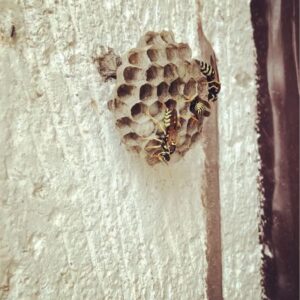 Çağla Özavcı Instagram - 🐝
