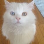 İpek Bilgin Instagram -
